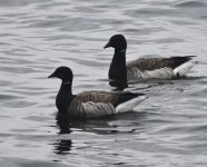 Brent Geese_Girdle Ness_230921a.jpg