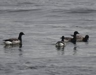 Brent Geese_Girdle Ness_230921b.jpg