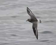 Grey Plover_Girdle Ness_230921a.jpg