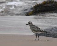 Grey Plover_Girdle Ness_230921b.jpg