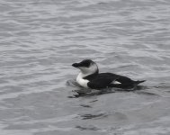 Razorbill_Girdle Ness_230921a.jpg