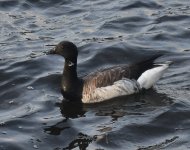 Brent Geese_Girdle Ness_240921c.jpg