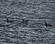 Brent Geese_Girdle Ness_240921d.jpg