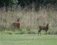 Roe Deer_Girdle Ness_250921a.jpg