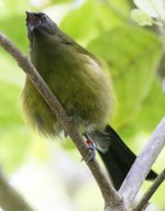 Bellbird.jpg