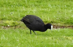 BF Eurasian Coot ABC thread.jpg