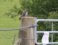 IMG_8940b Red-footed Falcon 1 Aug 2015 Stoke.jpg