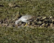 BF Grey-tailed Tattler ABC thread.jpg