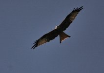 Red kite.jpg