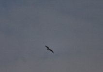 Osprey migrating.jpg