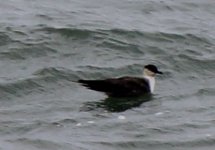 IMG_6684a Long-tailed Skua 2 Aug 2014 Church Norton.jpg