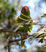 BF Musk Lorikeet ABC thread.jpg