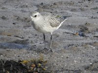 Grey Plover rsz.jpg