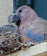 Laughing dove , Loutra Lesvos 300921 - cc Valerie Triboulot.JPG