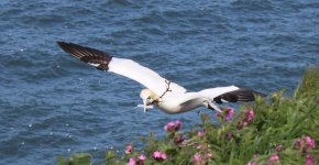 IMG_1417a Gannet 26 May 2018 Bempton Cliffs.jpg