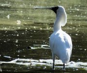 BF Royal Spoonbill ABC thread.jpg