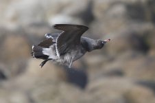 HeermannsGull_3c_Monterey_CA_20110129_017.JPG