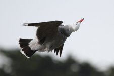 HeermannsGull_ad_Monterey_CA_20110129_037.JPG