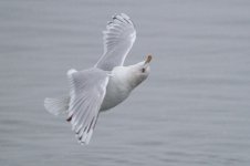 KumliensGull_ad_Newfoundland_20130202_025.JPG