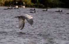 A Grey Heron - Ardea cinerea _A7A4396.jpg