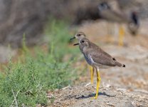 3 oct 21 tal white-taled lapwing 2.jpg