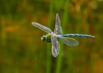 Emperor Dragonfly.jpg