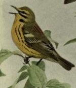 Prairie warbler.jpg