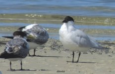 BF Gull-billed Tern ABC Thread.jpg