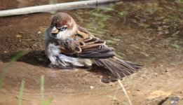 IMG_3974a Italian Sparrow 8 Oct 2016 Rome.jpg