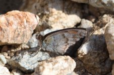 Spanish Brassy Ringlet sp 3.jpg