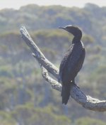 BF Little Black Cormorant ABC thread.jpg