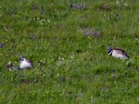 Little Bustards 3.jpg