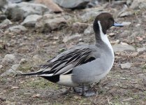 Pintail 27 Nov 2016 Slimbridge.jpg