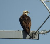 BF Eastern Osprey ABC thread.jpg