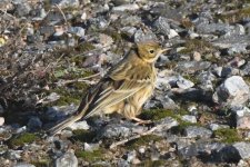 x_20211110_1652_Helgoland_SH_D_gh_01.JPG