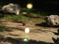 Hoopoe in Parque de Aluche, Madrid_2.jpg