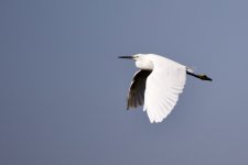 Little Egret.jpeg