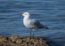 Audouin's Gull.jpg