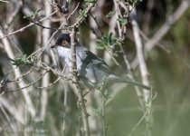 Sardinian Warbler.jpg