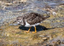 Turnstone 01.jpg