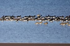 Eurasian Oystercatcher.jpeg