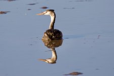 Great Crested Grebe.jpeg