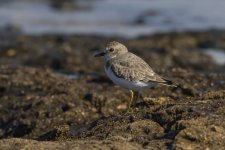 Greater Sand Plover.jpg