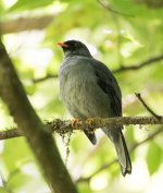 Black-faced Solitaire.jpg