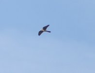 Buzzard3 cemetery.jpg