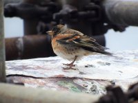 Brambling RSZ.jpg