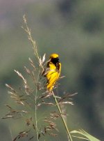 Yellow-crowned Bishop.jpg