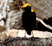 BF Regent Bowerbird male  ABC thread.jpg