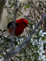 Scarlet Honeyeater.jpg