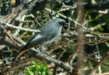 Black redstart Eresos 191021 - cc Steve Bird.JPG